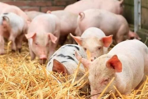 Giá heo hơi ngày 9/3: Nhiều địa phương giảm 1.000 - 2.000 đồng/kg