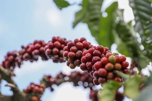 Giá nông sản ngày 9/3: Giá cà phê đi ngang, hồ tiêu tăng nhẹ