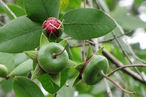 Loại quả vừa nghe đã thấy 'nghèo nghèo', nhưng ai cũng muốn thử một lần