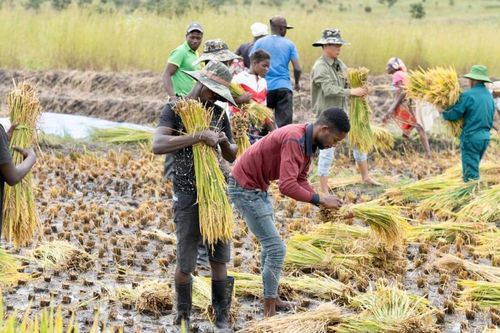 Việt Nam - Zambia thúc đẩy hợp tác phát triển nông nghiệp