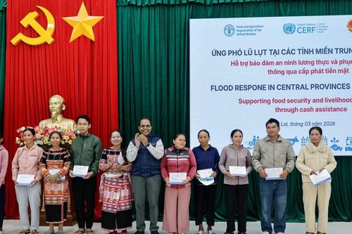 FAO hỗ trợ hơn 4,7 tỷ đồng cho người dân Gia Lai bị ảnh hưởng bởi thiên tai