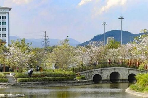 Điện Biên tháng 3: Sắc trắng hoa ban bừng sáng giữa miền đất lịch sử anh hùng