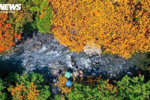 Gia Lai: Ngắm mùa hoa trang rừng rực đỏ bên dòng suối Tà Má