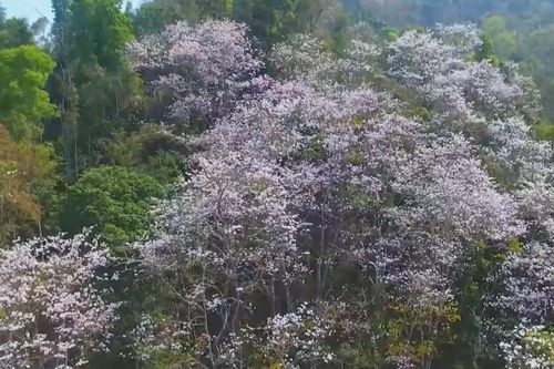 Điện Biên rực rỡ mùa hoa ban