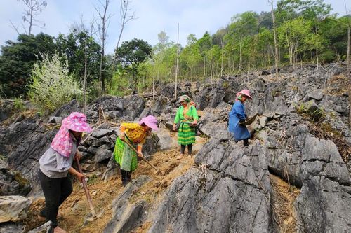 Toàn tỉnh gieo trồng hơn 10.800 ha cây trồng các loại