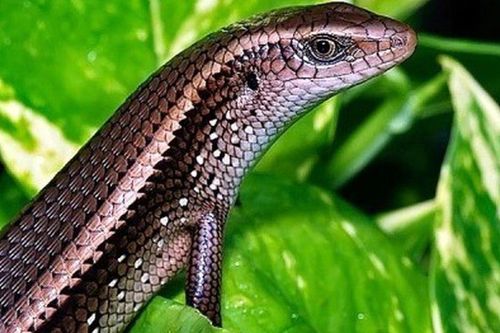 Loài vật được ví như 'nỗi ám ảnh' nơi góc vườn nhưng lại là đặc sản trên bàn nhậu, giá đắt đỏ vẫn cháy hàng