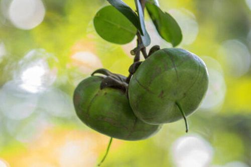 Loại quả mang cái tên 'nghèo nhất Việt Nam', hóa ra lại là đặc sản được dân sành ăn săn lùng