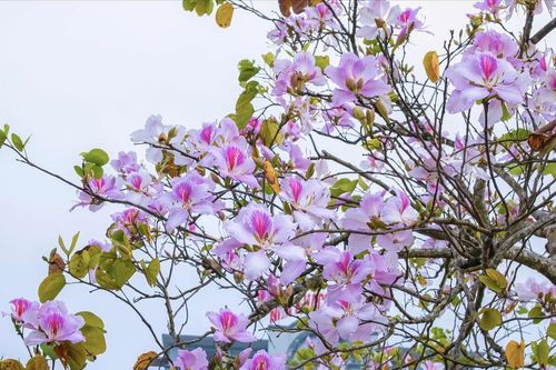Sắc ban rực rỡ giữa đất trời Điện Biên