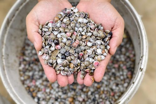 Cào ốc gạo ở vùng biển gần bờ, ngư dân Quảng Ngãi 'bỏ túi' bạc triệu
