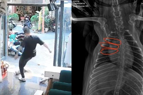 Clip du khách nước ngoài đá gãy xương chú chó ở Đà Nẵng khiến dân mạng phẫn nộ