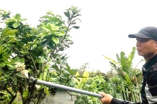 Người làng Diễn 'se duyên' cho hoa bưởi