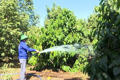 Mùa tưới cà phê, nông dân gặp khó vì quy định bán xăng dầu