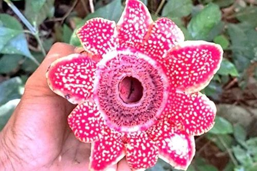 Ghi nhận loài hoa Địa nhãn Himalaya ở rừng nguyên sinh trên núi đá vôi Phong Nha-Kẻ Bàng