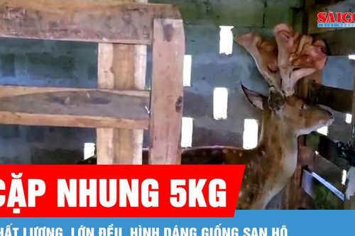 Con hươu cho ra cặp lộc nhung 5kg