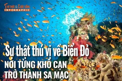 [INFOGRAPHIC] Sự thật thú vị về Biển Đỏ - nơi từng khô cạn trở thành sa mạc