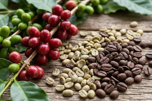 Giá cà phê hôm nay 10/3: Thị trường cà phê thế giới đi ngang