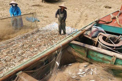 Ngư dân trúng đậm cá trích, thu tiền triệu mỗi chuyến biển