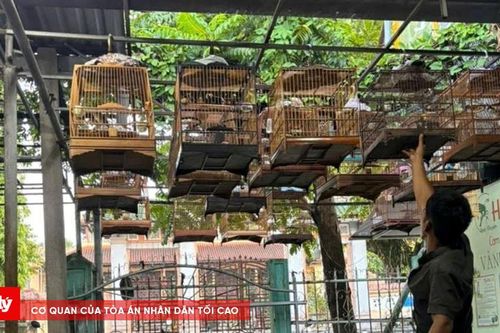Chơi chim cảnh ở Huế: Khi thú vui cũng cần 'giấy khai sinh'