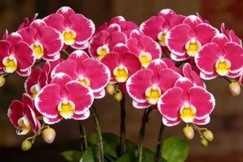 4 cây cảnh 'hút tài lộc' được dân buôn săn lùng: Có loại như 'kho vàng mini'