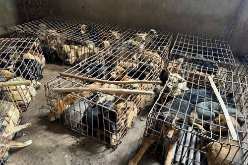 Phát hiện, thu giữ 70 con chó nghi bị bắt trộm
