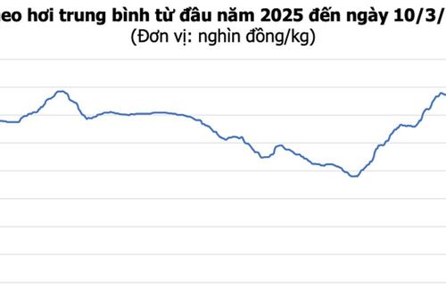 Giá heo hơi hôm nay 10/3: Giảm về mốc 60.000 đồng/kg tại nhiều khu vực