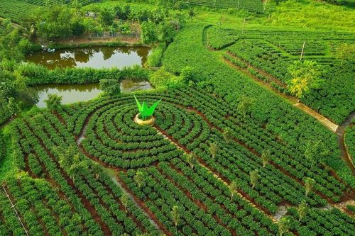 Nâng tầm thương hiệu chè Thái Nguyên gắn với du lịch và văn hóa trà