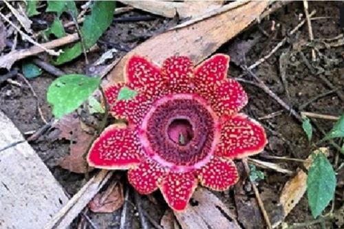Phát hiện loài hoa quý hiếm Địa nhãn Himalaya trong rừng Phong Nha-Kẻ Bàng