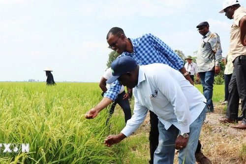 Cần Thơ hợp tác chia sẻ kinh nghiệm chuyển đổi nông nghiệp với Zambia