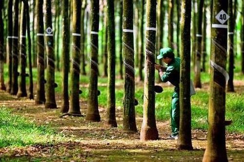 Cao su Hòa Bình giải trình việc cổ phiếu HRC tăng trần 5 phiên liên tiếp