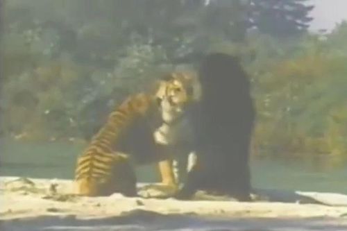 Màn đối đầu căng thẳng giữa gấu đen và hai con hổ Bengal