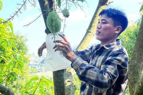 Nâng giá trị xoài Bến Bà Chi