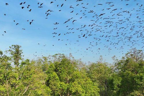 Ngắm đàn dơi quạ trên cao
