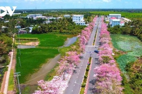 Sóc Trăng: Say lòng trước cung đường kèn hồng rực rỡ tại xã Phú Tâm