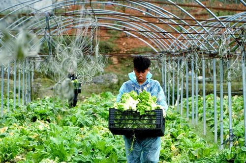 Khám phá những vườn rau tiền tỷ