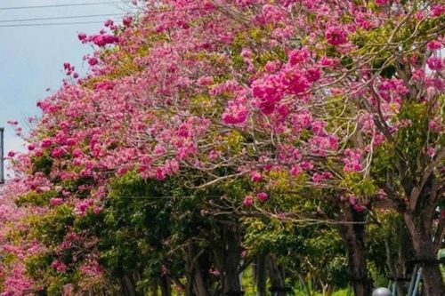 Sóc Trăng: Ngẩn ngơ trước cung đường kèn hồng rực rỡ tựa thước phim Hàn Quốc