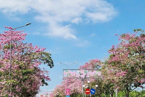 Cần Thơ: Check-in cung đường hoa kèn hồng rực rỡ tại xã Phú Tâm