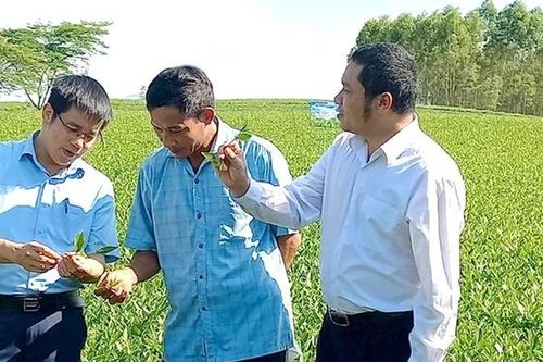 Sản xuất an toàn sinh học - Hướng đi bền vững cho ngành chè