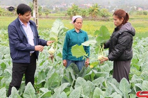 Phát triển vùng sản xuất nông nghiệp tập trung