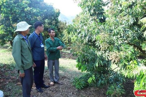 Chiềng Khương đồng hành cùng các hợp tác xã