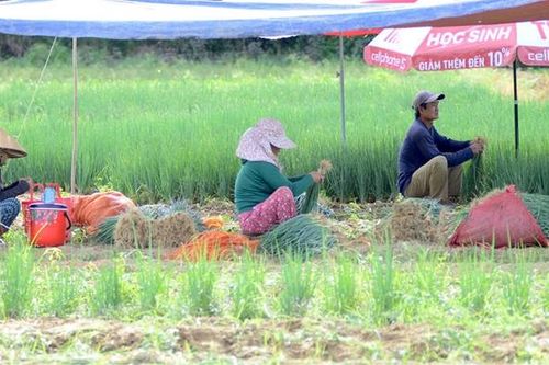 Hương An: Phát triển 'vựa rau' của Huế gắn với cảnh quan, du lịch