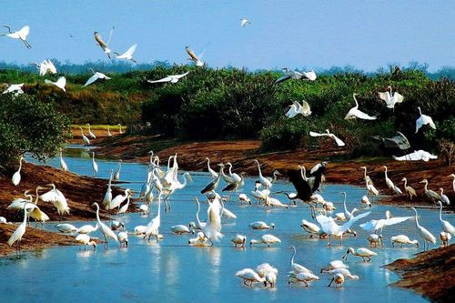 Phê duyệt đề án du lịch sinh thái hơn 464 tỷ đồng tại Vườn quốc gia Xuân Thủy