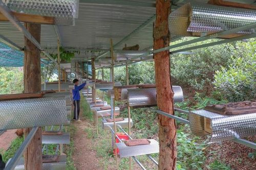 Khám phá 'làng ong Dú' giữa đồi núi sỏi đá Khánh Hòa