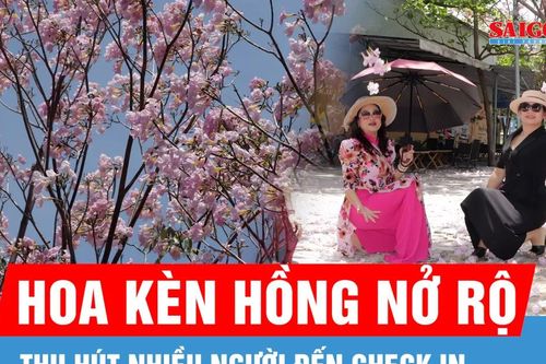 Hoa kèn hồng nở rộ, thu hút nhiều bạn trẻ và du khách check-in