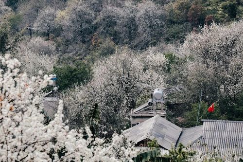 Hoa sơn tra nở trắng bản Nậm Nghẹp, tour khám phá chỉ từ 1,3 triệu đồng