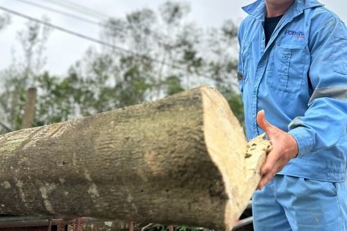 Nông dân xã miền núi Hà Tĩnh thu trăm tỷ nhờ 'tìm vàng' trong thân cây