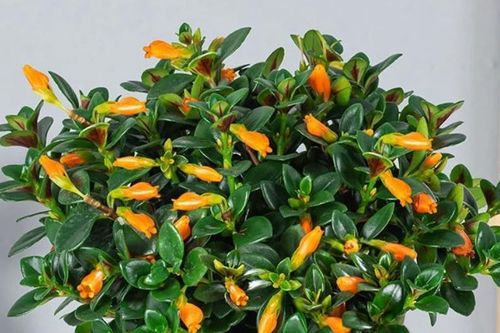 Loài cây nở hoa giống đàn cá vàng bơi lội, tượng trưng cho tài lộc tụ hội