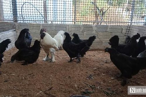 Nuôi loài gà có cái tên 'đáng sợ', anh nông dân thu hàng trăm triệu mỗi năm