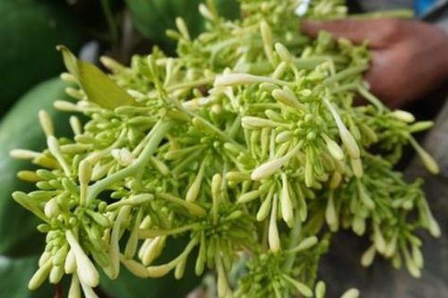 Loài hoa là dược liệu quen thuộc trị ho cực tốt, những ai không nên dùng?