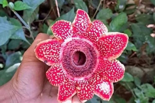 Phát hiện loài Địa nhãn Himalaya có nguy cơ tuyệt chủng tại Vườn quốc gia Phong Nha - Kẻ Bàng