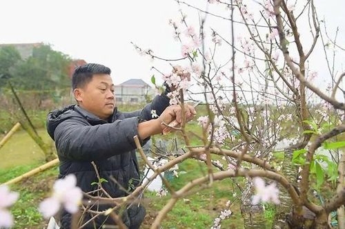 Hồi sinh những gốc đào sau tết